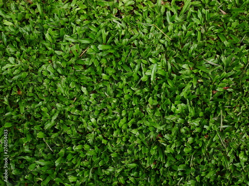courtyard texture background, green grass field background