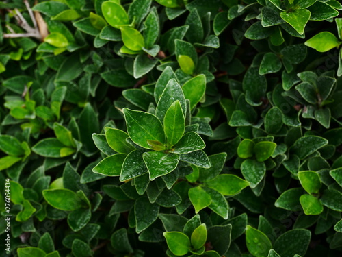 green leaf nature background © amonphan