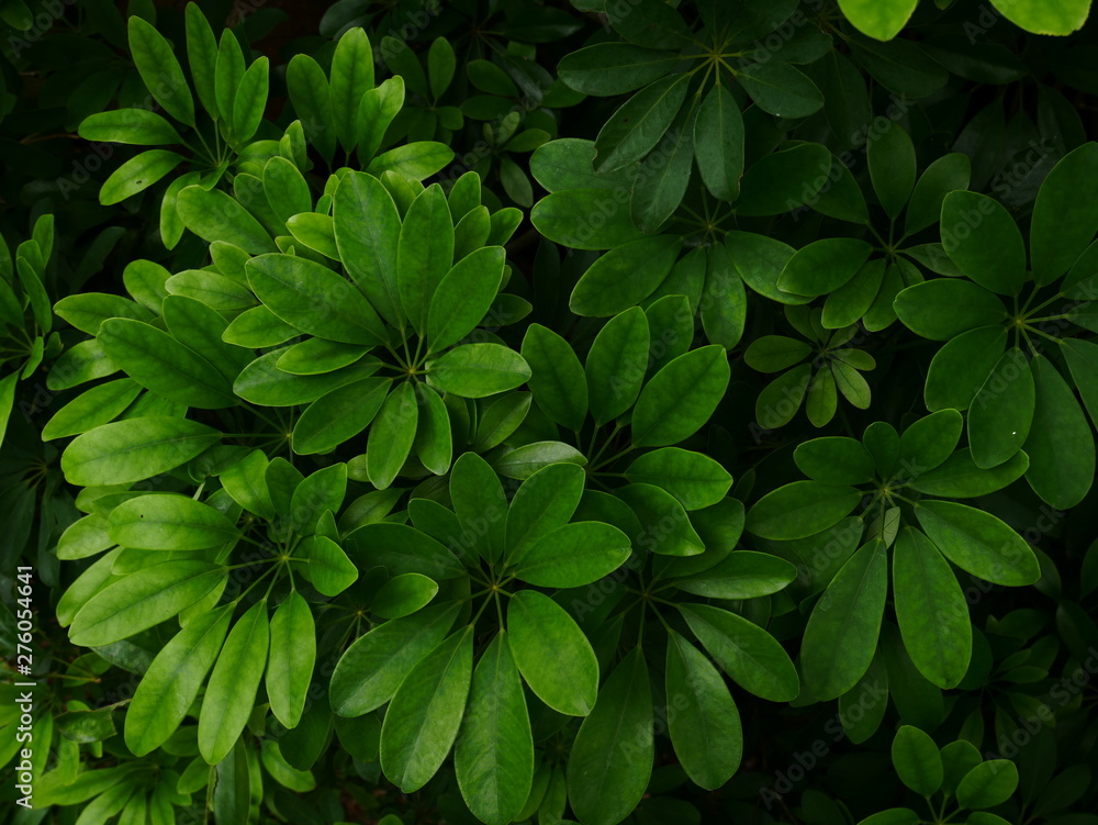 background with green leaves background with green leaves