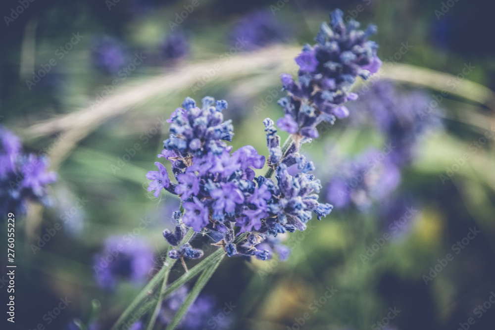 Lavendel 2 Lavendel 2