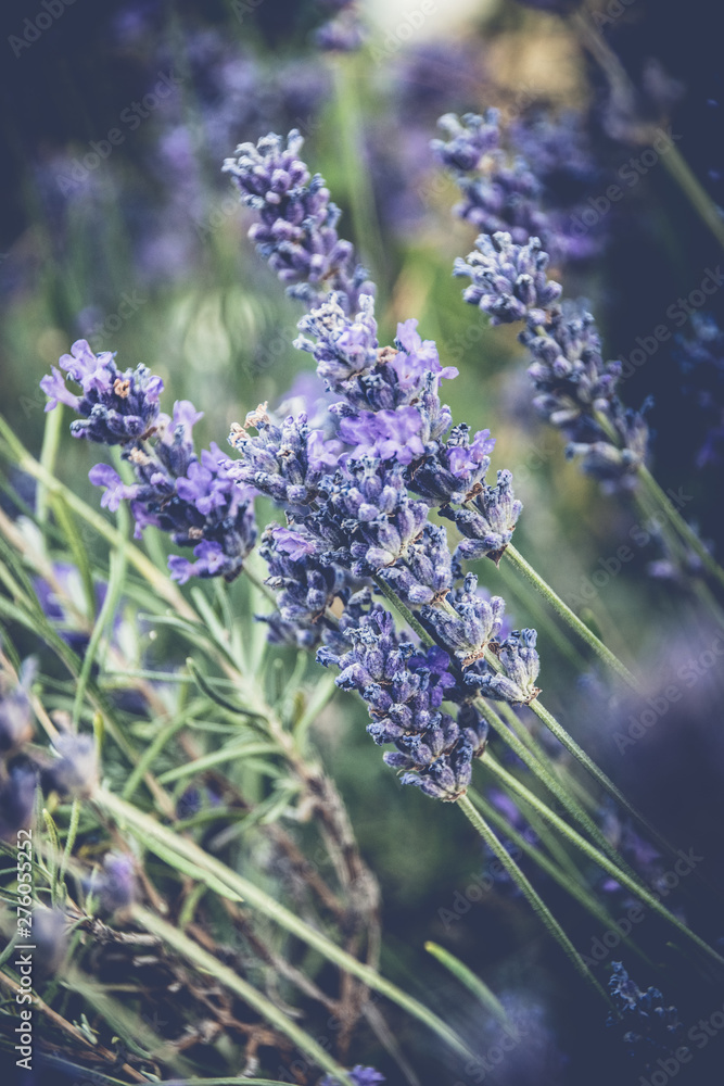 Lavendel Lavendel