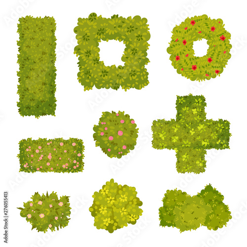 Set of images of ornamental bushes. Vector illustration on white background.