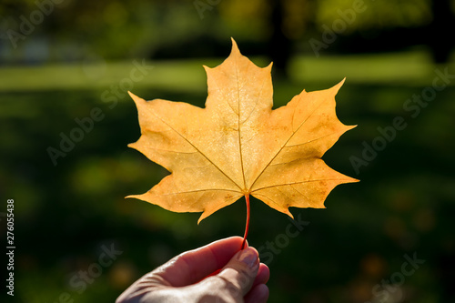 Women holds autumn yellow maple leaf. sunbeams on blurred background.utumn park. Autumn collection.Sunny day. A symbol of autumn.September mood concept