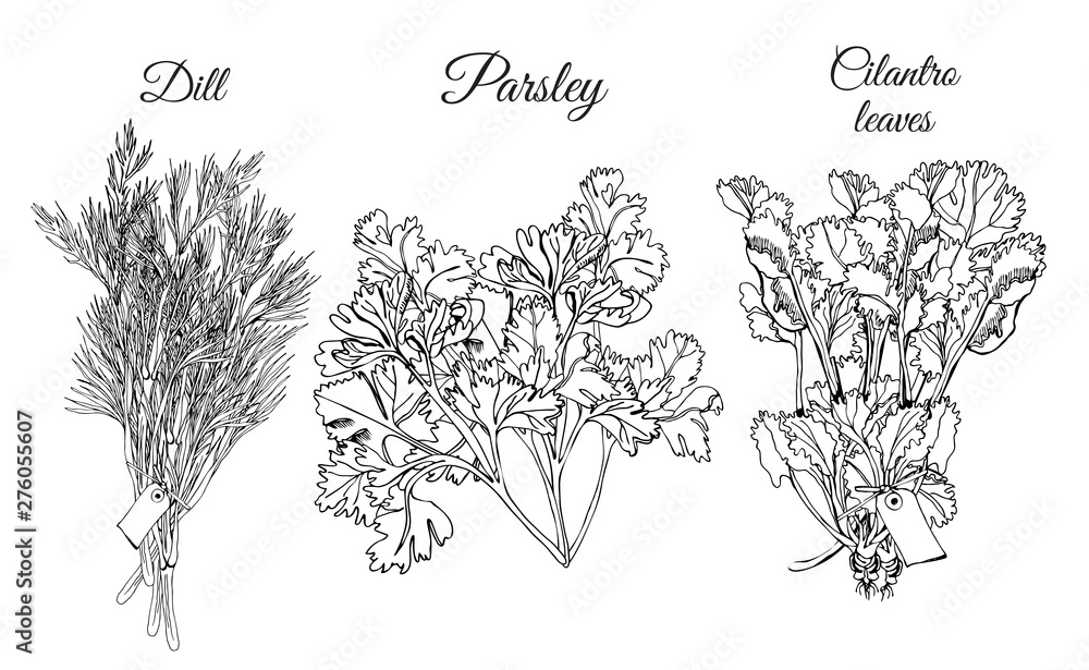 Collection of different bundles of herbs. Hand drawn ink sketch