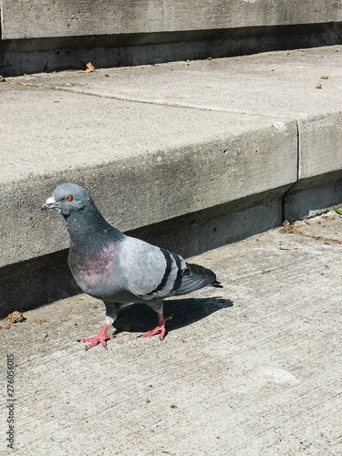 pigeon on a background