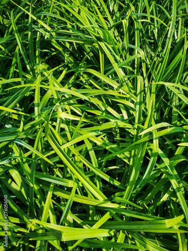 green grass with water drops