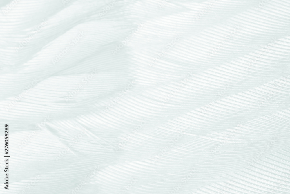 Beautiful white feather pattern texture background Beautiful white feather pattern texture background