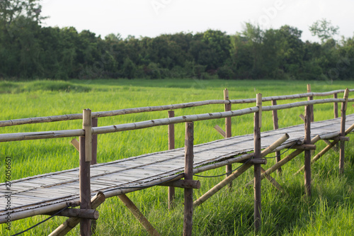 Bamboo bridge with rice field background