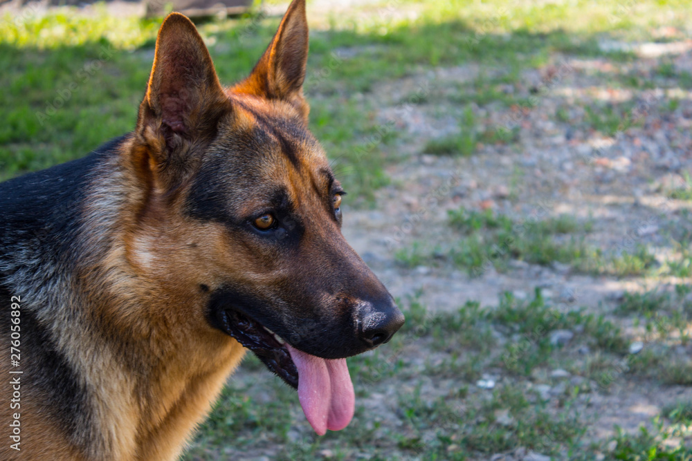 a beautiful german shepherd in the yard