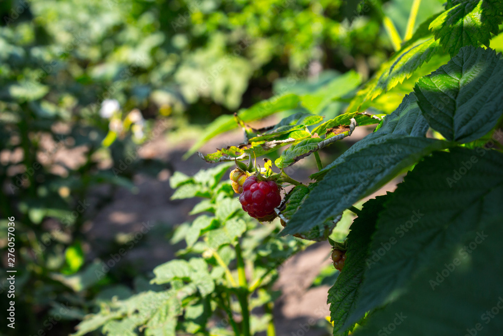 a ripe raspberry on a branch in garden a ripe raspberry on a branch in garden