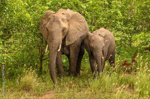 Wild african elephant close up  Botswana  Africa