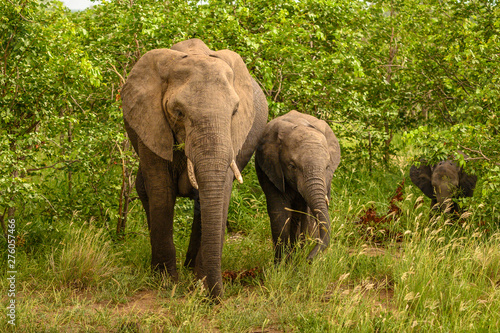 Wild african elephant close up  Botswana  Africa