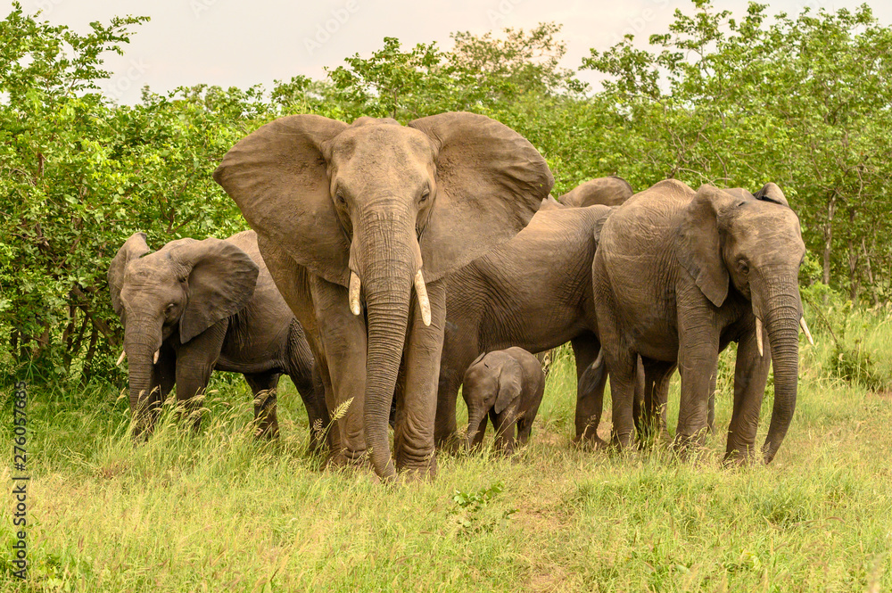 Wild african elephant close up, Botswana, Africa