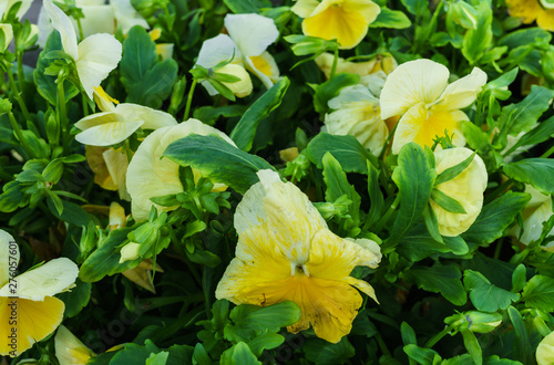 Background of yellow pansies. Beautiful design of flower beds in the summer.