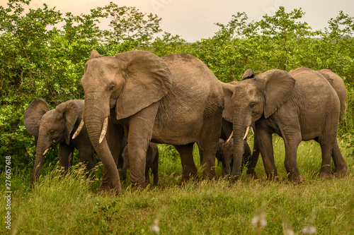 Wild african elephant close up, Botswana, Africa