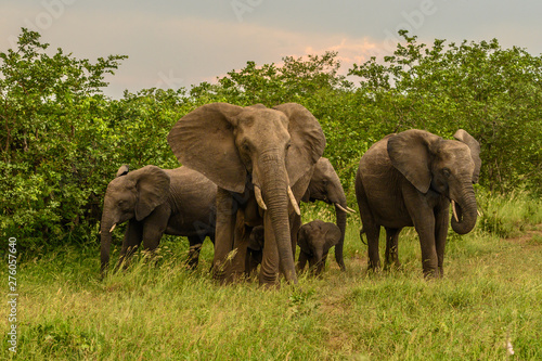 Wild african elephant close up, Botswana, Africa