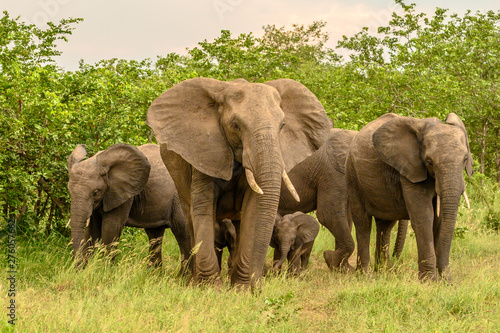 Wild african elephant close up, Botswana, Africa