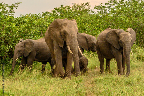 Wild african elephant close up, Botswana, Africa