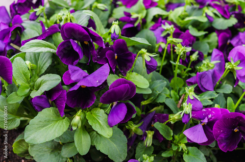 Background of purple pansies. Beautiful design of flower beds in the summer.