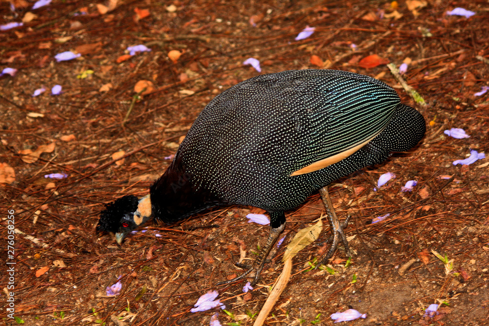 Fototapeta premium Black Guinea Fowl