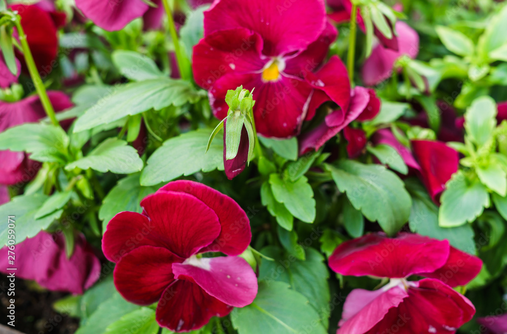 Background of burgundy pansies. Beautiful design of flower beds in the summer.