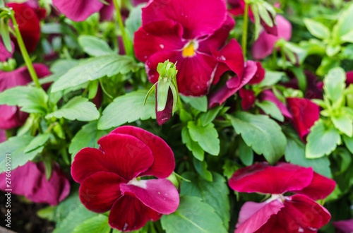 Background of burgundy pansies. Beautiful design of flower beds in the summer.