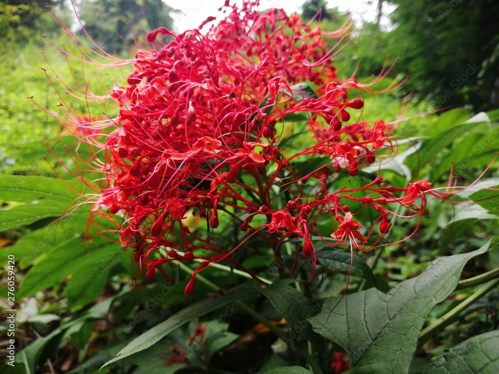 red flowers in the forest red flowers in the forest