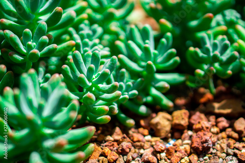 Dudleya pachyphytum Is a herbaceous plant Shrub Canopy diameter Circulated as a cluster around the top, stacked tightly at the end of the pointed blade, with smooth leaves, thick leaves, grayish green photo