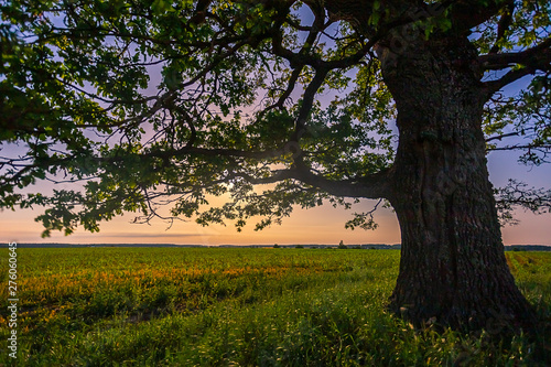 Old oak tree in the night sky with the moon