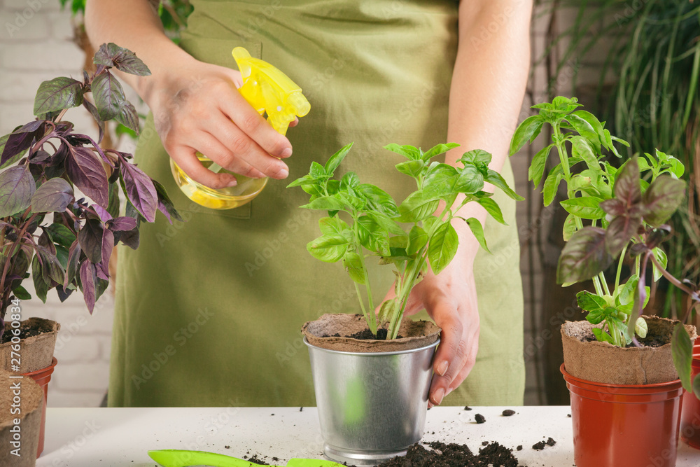 people, gardening, flower planting and profession concept - close up of woman or gardener hands planting people, gardening, flower planting and profession concept - close up of woman or gardener hands planting