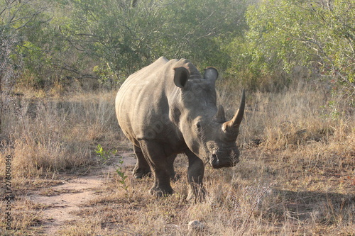 rhino