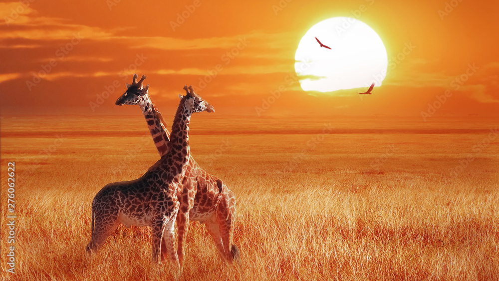 Group of giraffe at sunset in the Serengeti National Park. Tanzania. Wild nature of Africa. African artistic landscape. - obrazy, fototapety, plakaty 