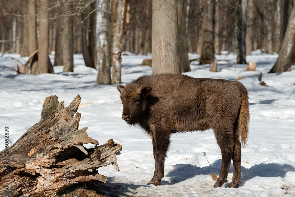 Wild Eurasian bisons (wisents) in the winter forest in Russia Wild Eurasian bisons (wisents) in the winter forest in Russia