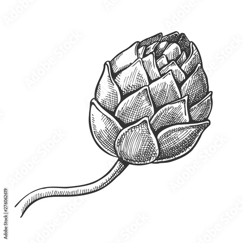 Hop Agriculture Raw Material For Brewing Vector. Herb Cone Hop Ingredient Element Of Brew Alcoholic Drink Beer. Botanical Creeper Branch Black And White Hand Drawn Cartoon Illustration