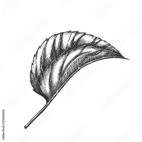 Leaf Of Herbaceous Perennial Hop Plants Vector. Leaf Of Liana Humulus Genus Of Cannabaceae Family. Element Of Decorative And Climbing Branch. Black And White Hand Drawn Cartoon Illustration