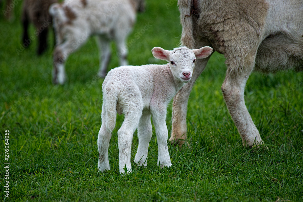 Lamb Lamb