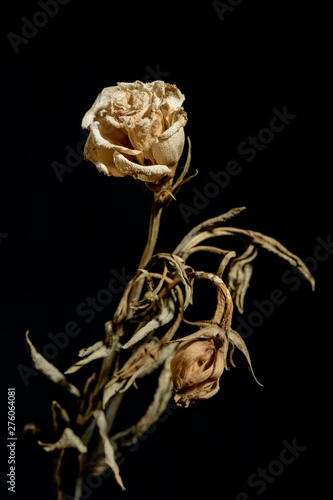 Fototapeta Naklejka Na Ścianę i Meble -  Dying flower