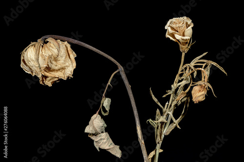 Fotografie Dying flower