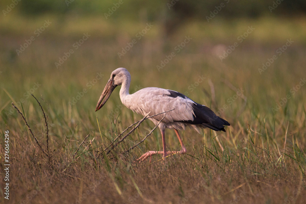 Fototapeta premium Open billed stork, Anastomus oscitans, India