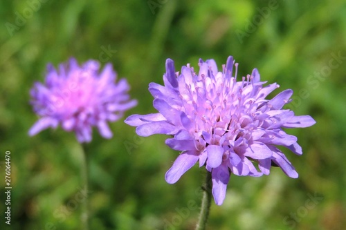 Field scabious (Knautia arvensis) violet flower on a meadow photo