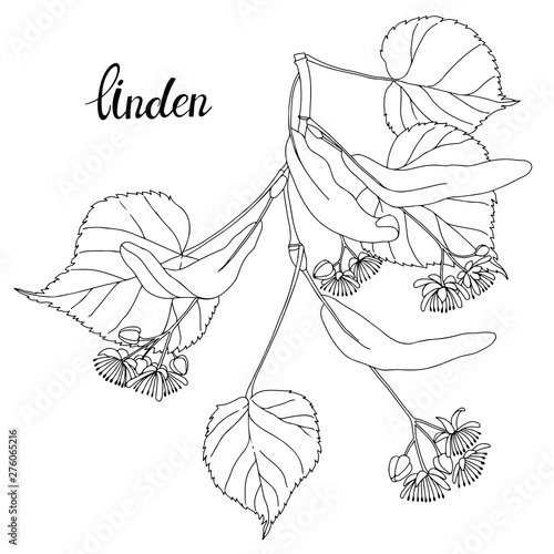 Linden branch. Sketch.Hand drawn outline vector illustration, isolated floral element for design on white background.