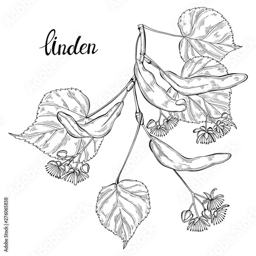 Linden branch. Sketch.Hand drawn outline vector illustration, isolated floral element for design on white background.