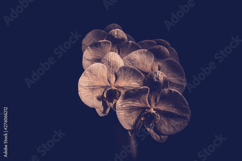 Beautiful Orchid Flowers shot at night with full petal details