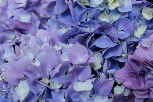 Beautiful blue hydrangea flowers in bloom. Floral texture for background