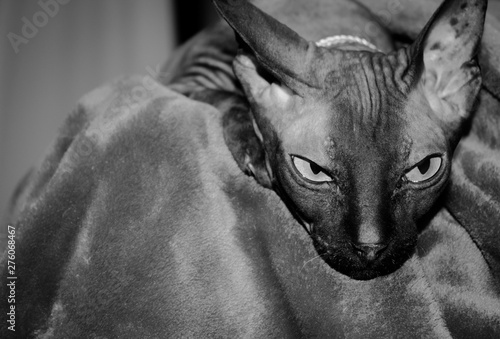 Sphinx cat, bald cat with yellow eyes. Cat show. Black and white photo.