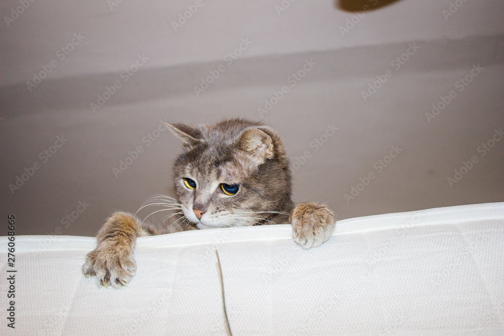 Naklejka premium Gray cat playing with a branch on a mattress on a bunk bed. Cat on a light background. View from the bottom.