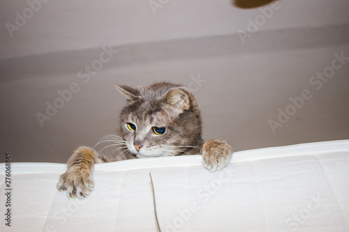 Gray cat playing with a branch on a mattress on a bunk bed. Cat on a light background. View from the bottom.