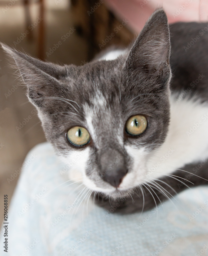 white cat with black spots