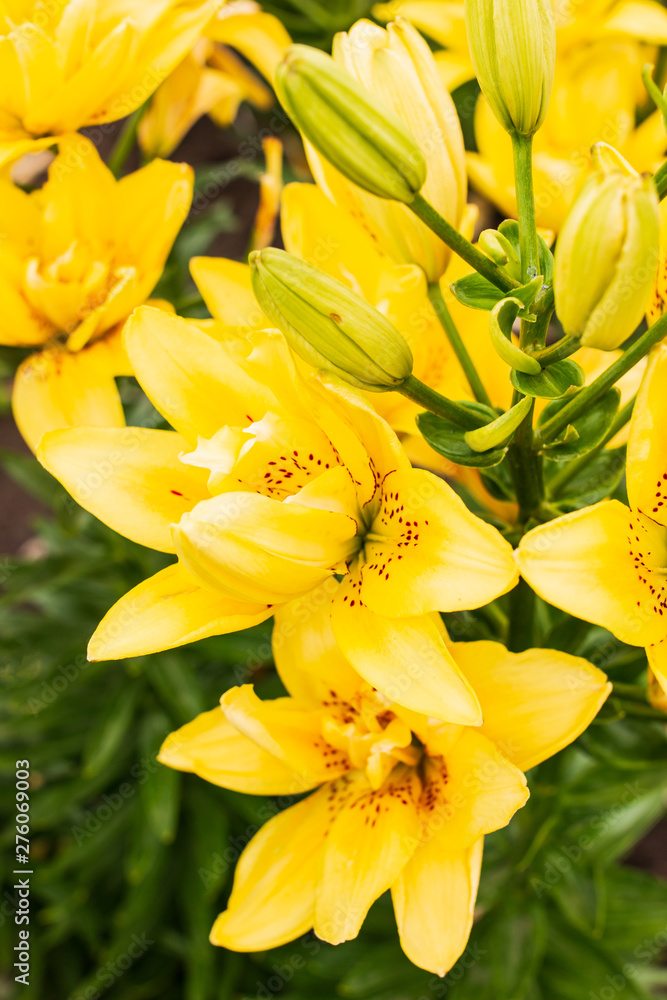 Fototapeta premium yellow lily flowers in the garden