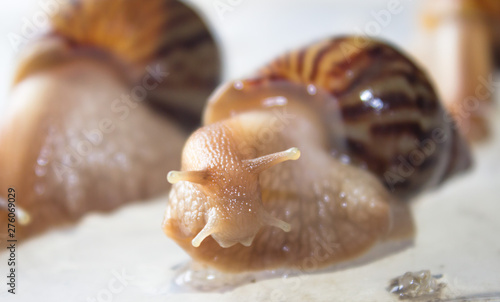 Snails in the bathroom bathe. Snails Achatin on a light background, macro. photo